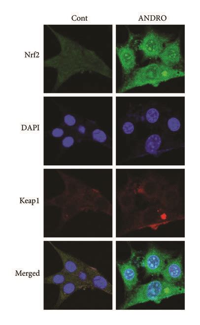 Effect Of Andrographolide On The Expressions And Locations Of Nrf And