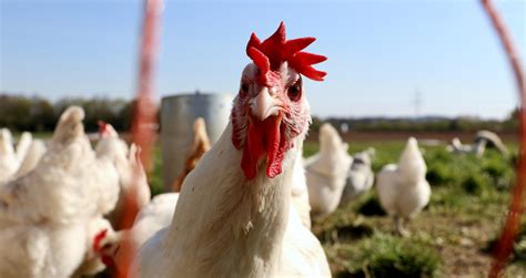 Exporta O De Carne De Frango In Natura Do Brasil Tem Recorde Em Abril