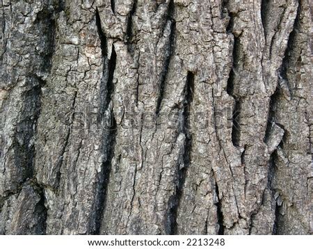 Walnut Tree Bark Background. Macro Stock Photo 2213248 : Shutterstock