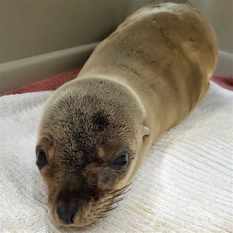 California Sea Lion Pup Is Saved From Starvation Emeraidvet