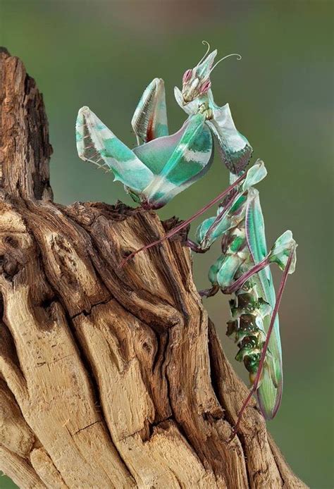 Caitlin Of County Kerry On Twitter Rt Lynn Of Cait Praying Mantis