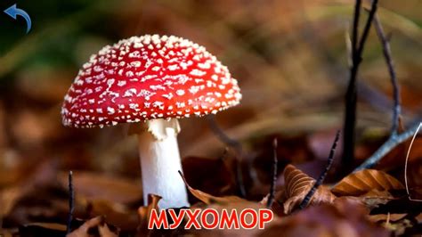 Карточки Домана. Часть 11. Грибы - YouTube
