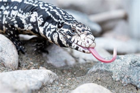 Giant Tegu Lizards Are Moving Into Georgia — And Theyre Not Welcome