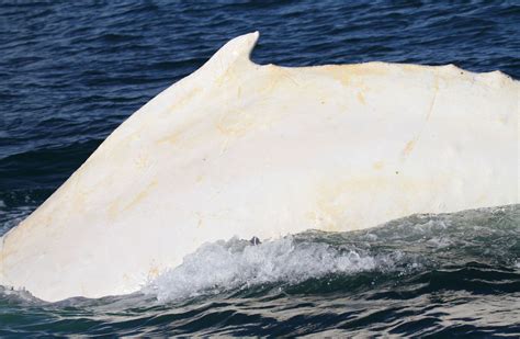 Gallon of Milk: albino whale spotted off Baja coast (PHOTO) - dBTechno