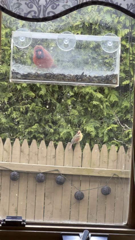 Male cardinal feeding female : r/birding