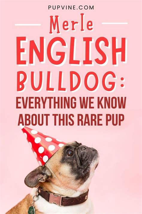 A Dog Wearing A Party Hat With The Words Merle English Bulldog