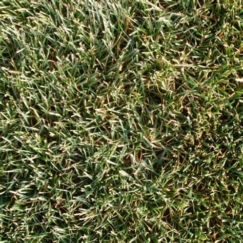 Tall Fescue Turf Go Seed