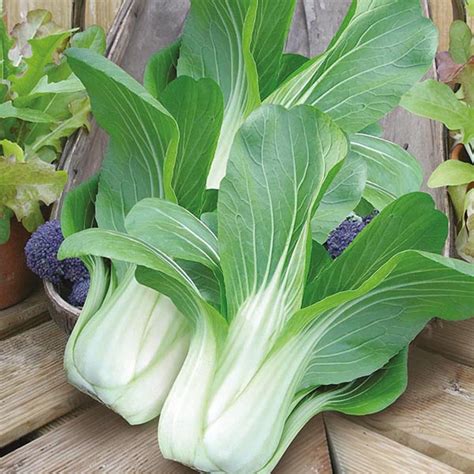 PREMIER SEEDS DIRECT CABBAGE PAK CHOI WHITE STEM 5 GRAM APPROX