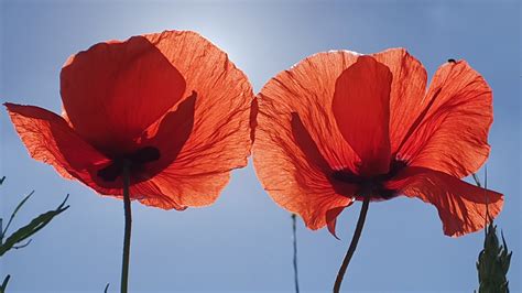 Sommer Mohn Klatschmohn Kostenloses Foto Auf Pixabay Pixabay