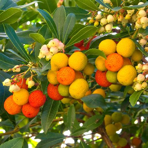 Arbutus Unedo Compacta Strawberry Tree Vibrant Edible Garden Fruit