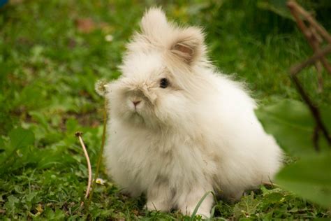 Angora Wool