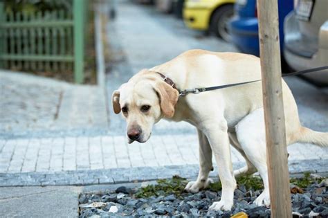 Problemas digestivos en perros Causas síntomas y tratamientos