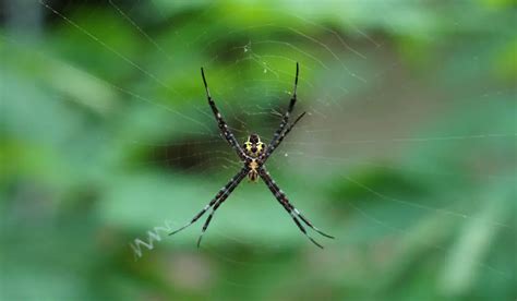 13 Types Of Spiders In Florida Exploration Squared