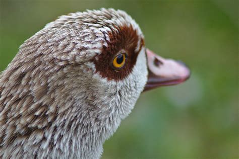 Kostenlose Foto Natur Vogel Fl Gel Tier Schnabel Schlie En