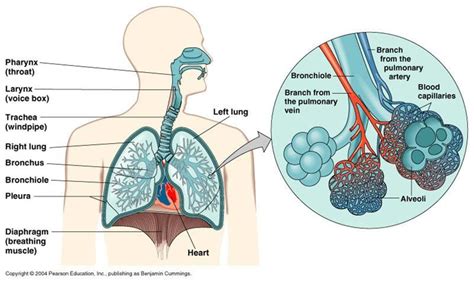 The Lower Respiratory Tract Diagram Quizlet