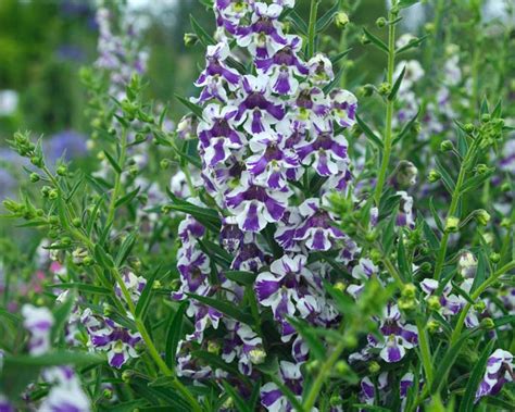 Caracter Sticas E Cultivo Da Angel Nia Angelonia Angustif Lia