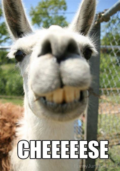 Funny Alpaca Picture » Cheese Alpaca