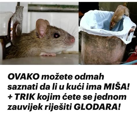 OVAKO Možete odmah saznati da li u kući ima MIŠA TRIK Kojim ćete se