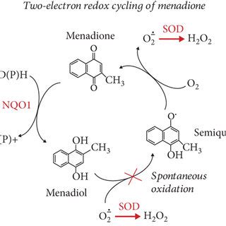 Schematic Representation Of Redox Cycling Of Menadione With Production