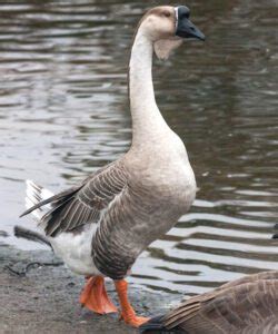 African Goose Characteristics, Origin & Uses Info