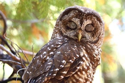 Spotted Owl Facts Distribution Habitat Call Diet Pictures