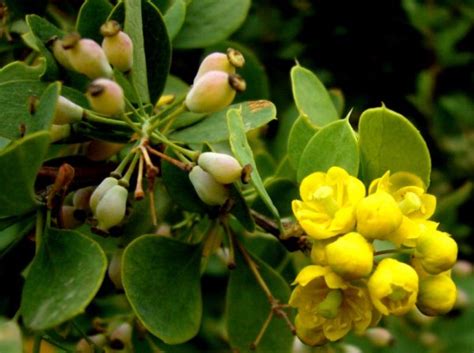 Наиболее распространенные виды и сорта барбариса