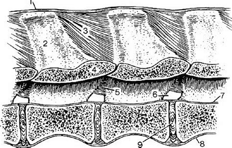 Ligaments Of The Vertebra I Diagram Quizlet