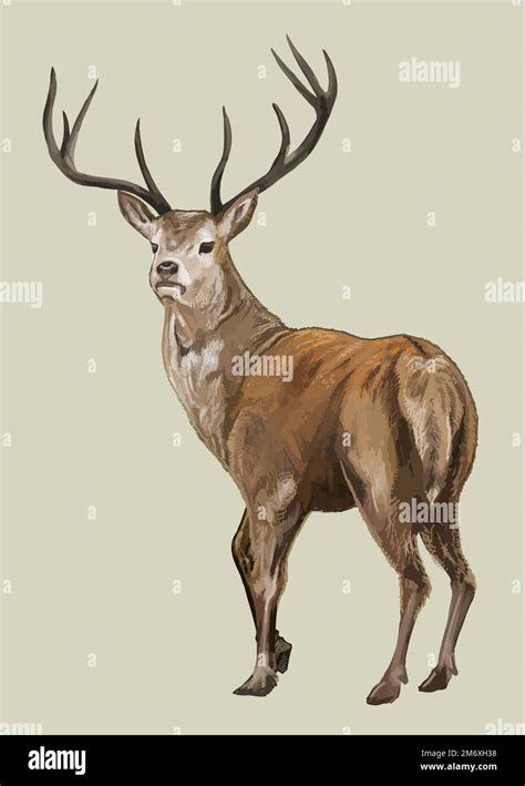 Dear With Tusks And Antlers Vector Stock Vector Image And Art Alamy