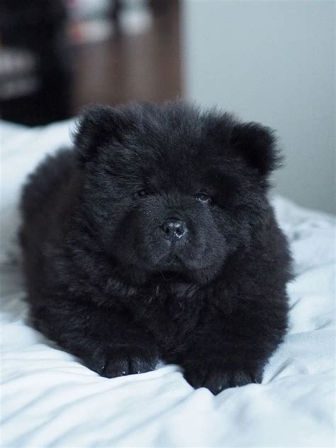 The 25+ best Black chow chow puppies ideas on Pinterest | Chow chow, Chow chow puppies and Black ...