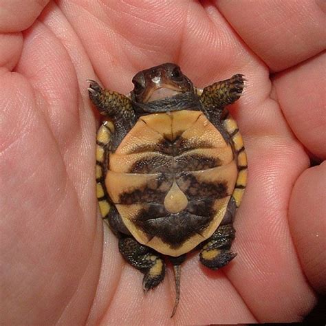 Timeline Photos The Meta Picture Cute Baby Turtles Cute Turtles