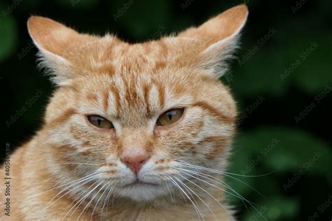 Foto de Eine getigerte Katze mit verschlafenem Gesicht im Porträt do