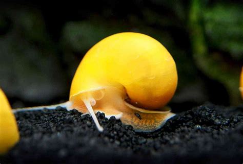 Mystery Snail Care: Size, Lifespan, Tank Mates, Feeding & More