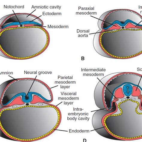 Derivados De La Capa Germinal Mesodermica Jesus Ruano Podcast En IVoox