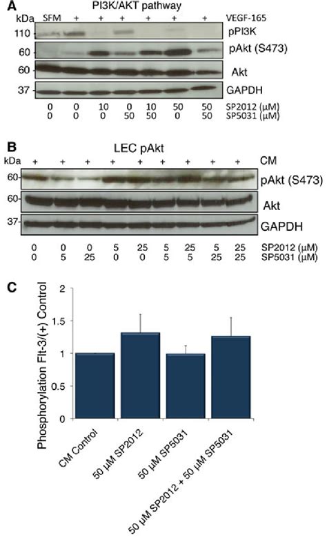 Sp And Sp Effects On The Pi K Akt Pathway A Sp And Sp