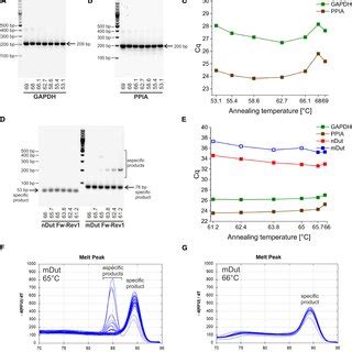 Determination Of The Optimal Common Annealing Temperature With Thermal