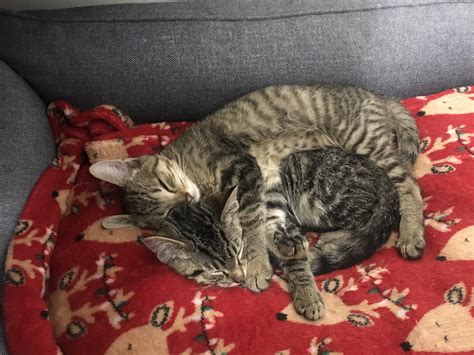 Got a new pair of foster kittens. What do you think, should we try to
