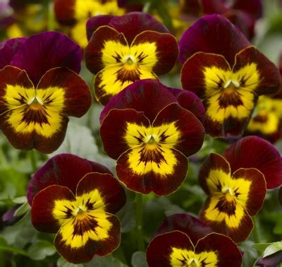 Viola Penny Red With Yellow Face Muller Seeds