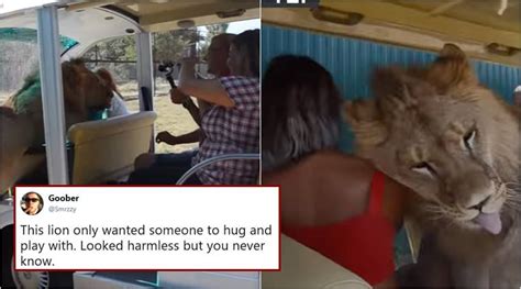 Lion Surprises Tourist With Cuddles And Licks On Safari Video Leaves