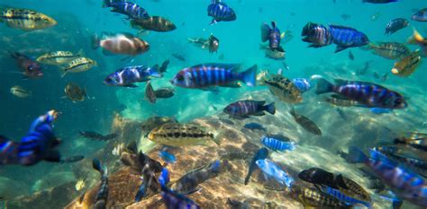 Lake Malawi is home to unique fish species. Nearly 10% are endangered