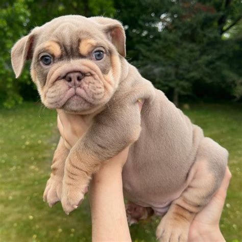 Kai Lilac And Tan Male English Bulldog