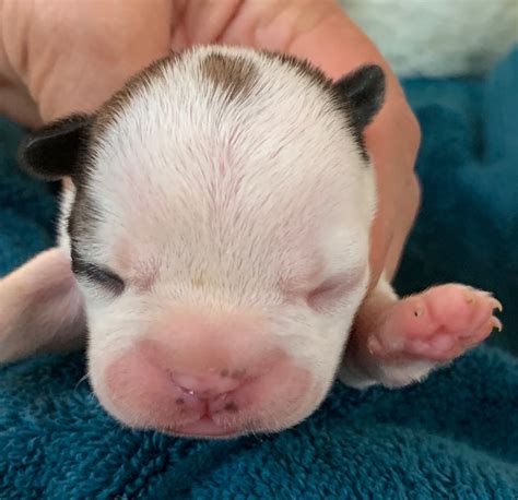 Fawn Pied Male French Bulldog: Dixon-9479 - The French Bulldog