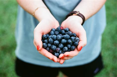 Growing Blueberries Planting And Care Tips Wonder