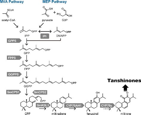 Figure From The Biosynthetic Pathways Of Tanshinones And Phenolic