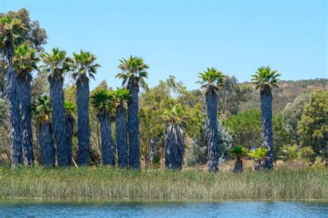 Premium Photo | Palm trees are a common sight in the desert.