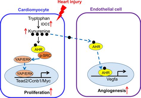 Kynurenine Promotes Cardiac Regeneration By Activating Cardiomyocyte