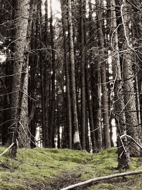 Dreamy Forest Photograph By Dark Whimsy