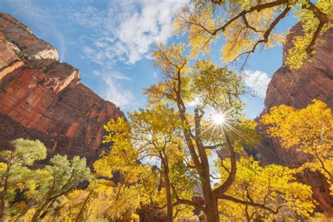 Fall Color Zion National Park Utah - Alan Majchrowicz Photography