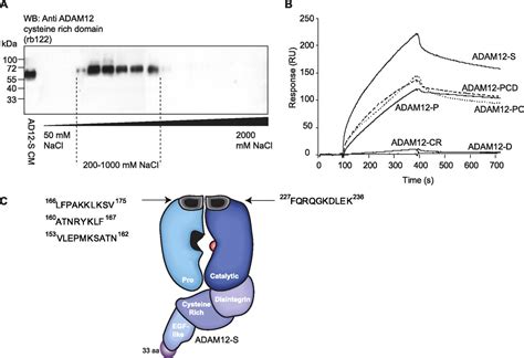 Heparan Sulfate Regulates Adam Through A Molecular Switch Mechanism