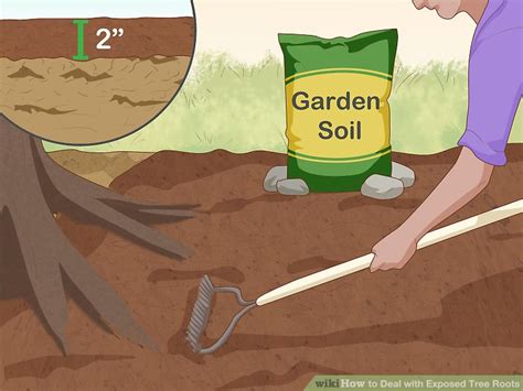 3 Ways To Deal With Exposed Tree Roots Wikihow