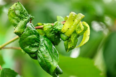 Cómo germinar durazno Huerto en casa